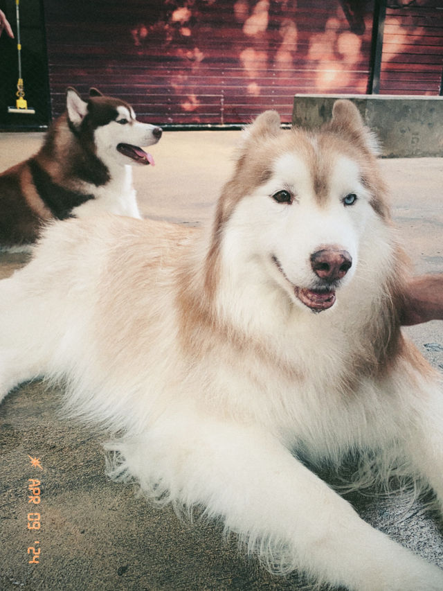 【タイ🇹🇭】大型犬🐩ハスキー大渋滞！ハスキーカフェ完全攻略☕️