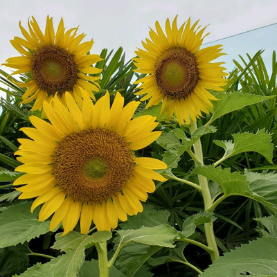 第2ターミナル利用なら是非♪♪ | Trip.com シンガポール