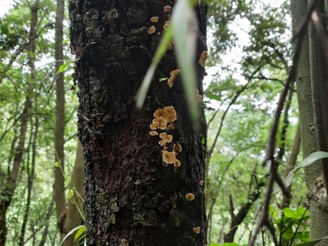 「尼泊爾加德滿都國家森林公園：綠意盎然的森林徒步勝地，門票價格五百盧比」