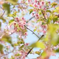 福岡｜能古島賞花遊🌼