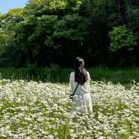 동화같은 돌담이 있는 데이지 꽃밭에서 데이트 🌼