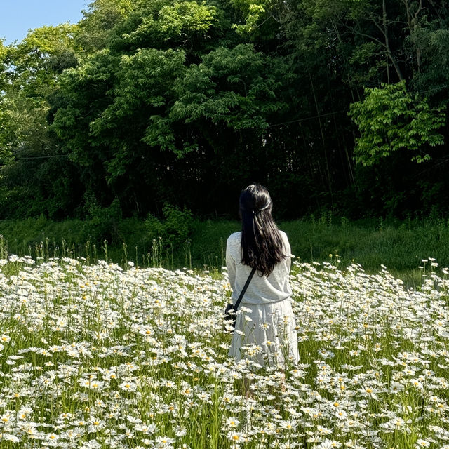 동화같은 돌담이 있는 데이지 꽃밭에서 데이트 🌼