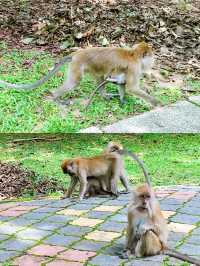 Enjoying Penang Botanic Gardens 