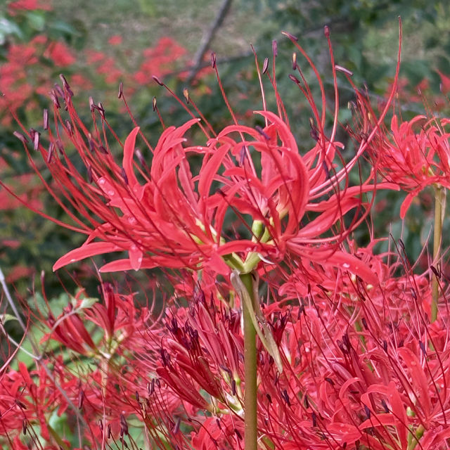 [영광] 불갑사 상사화 꽃 구경하러 가요❣️