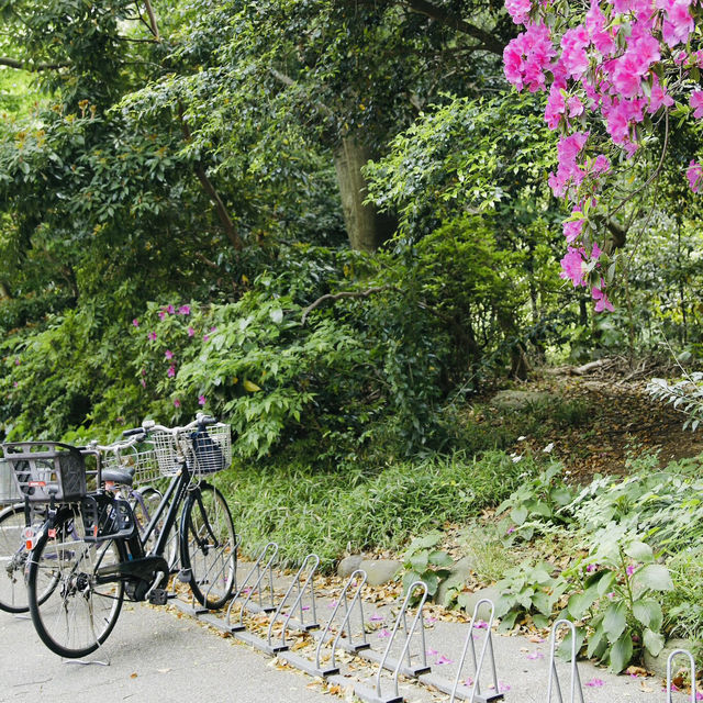 Visiting Tokyo? Then You Must Go to the University of Tokyo