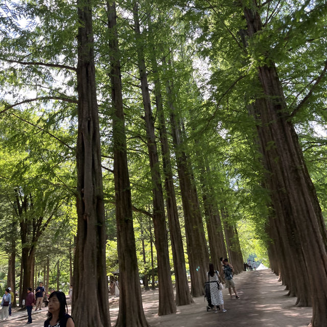 A Perfect Day Trip from Seoul: Alpaca World, Nami Island, and Gangchon Rail Park