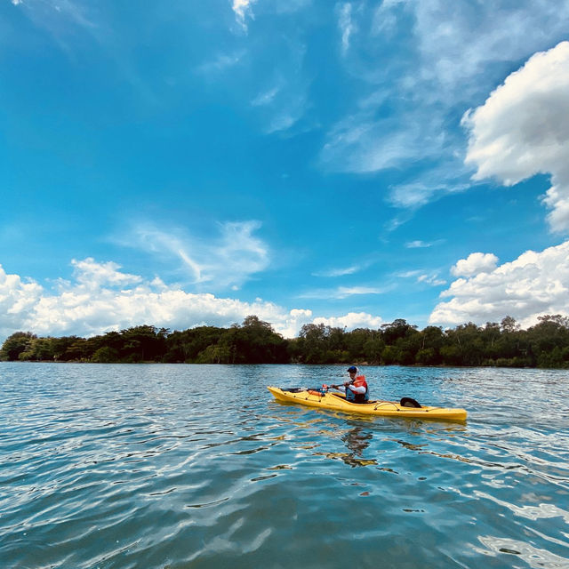 Kayaking Adventure in Pulau Ubin Mangroves