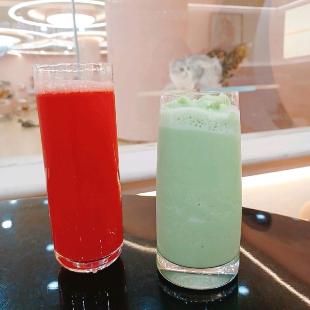 深圳灣超治癒貓Cafe😍