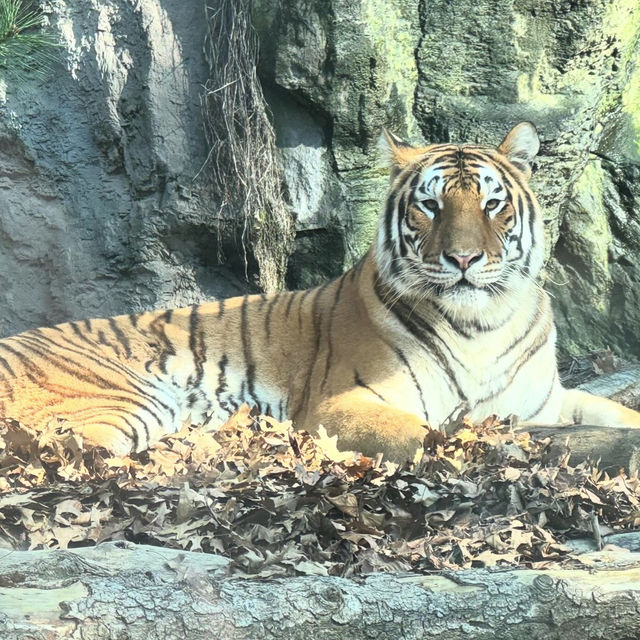 【韓国】遊園地と動物園がセットになったエバーラント🐼