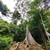 Three Reasons Why Must Visit Taman Negara and Stay at Mutiara Resort