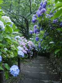 日本紫陽花節：300百萬球花海好震撼！