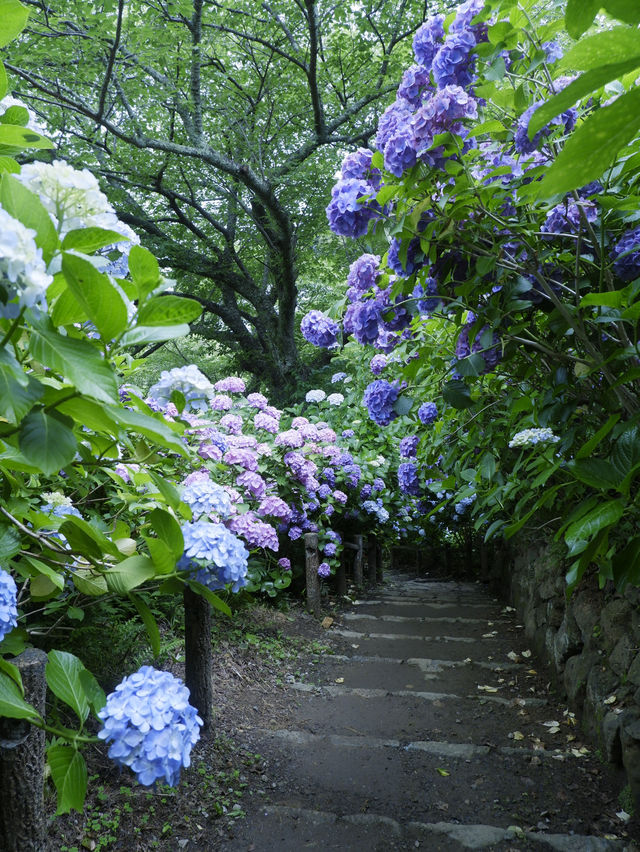日本紫陽花節：300百萬球花海好震撼！