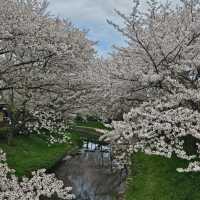 ไปดูซากุระ motoarakawa , saitama