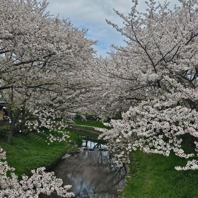ไปดูซากุระ motoarakawa , saitama