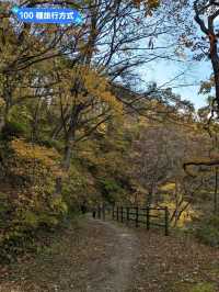鳴子峽芬多精秘境，大深沢溪流森林步道