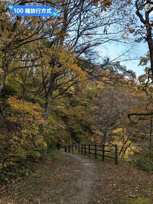鳴子峽芬多精秘境，大深沢溪流森林步道