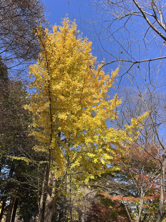 야외데이트 명소 남이섬 저렴하게 가는 꿀팁💛