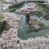 北海道賞櫻花好去處
