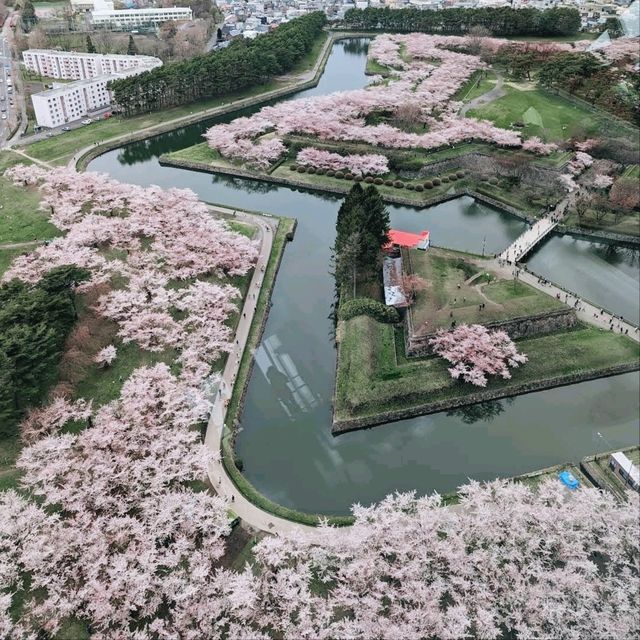 北海道賞櫻花好去處