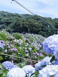 名古屋一日遊：花海＋溫泉