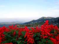Yingyong flower garden