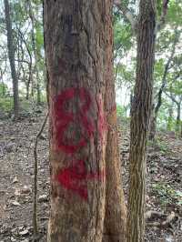 ดอยหลวงตาก