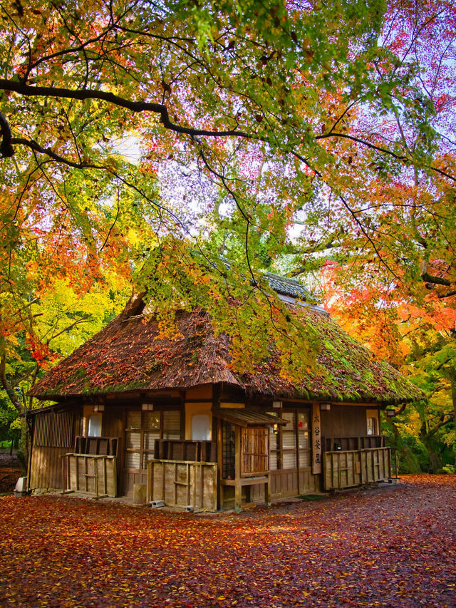 【紅葉特集】鹿さんとのコラボ写真を狙え📸日本昔話の世界🍁撮影攻略情報付💡