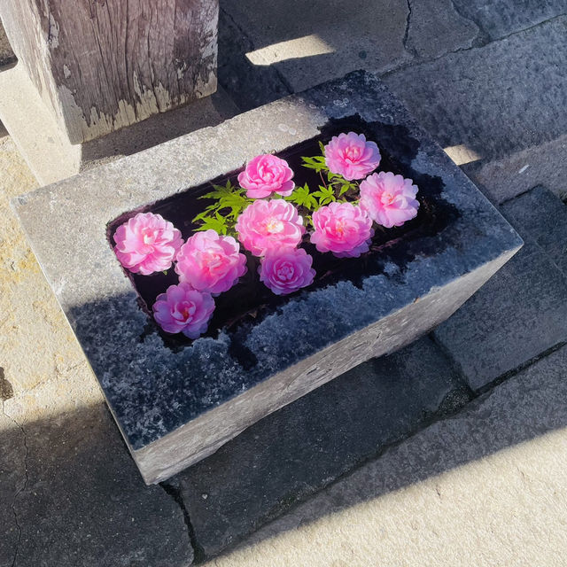 【おんせん県おおいた】美しい花手水に癒される嵐山瀧神社&三日月の滝