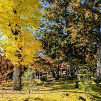 【京都紅葉】見頃を迎えた京都の紅葉 南禅寺