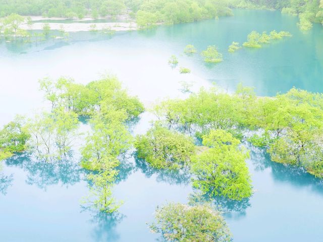 【秋田県】春の風物詩！幻想的な水没林スポット「秋扇湖」