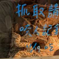 邊喝咖啡、邊抱蛇、邊摸象龜！超有趣的爬蟲友善店：爬寵咖啡