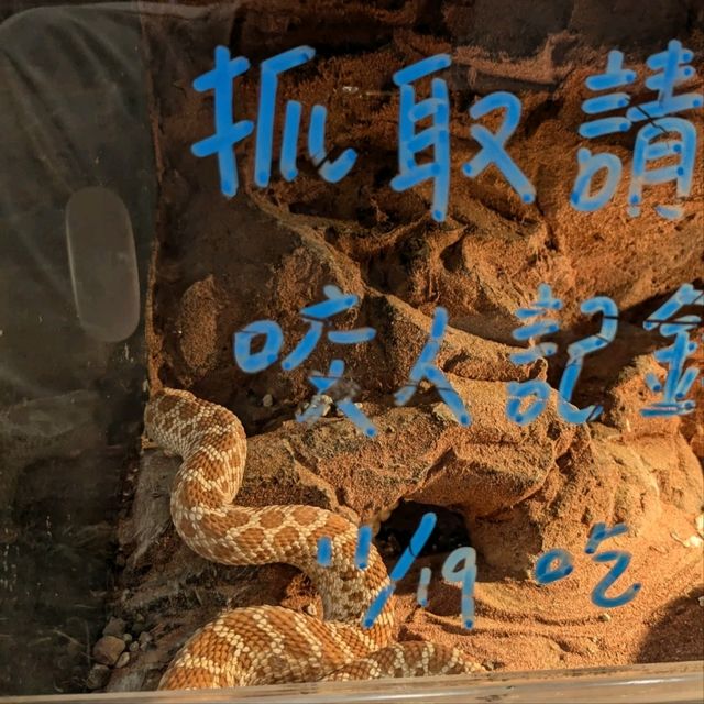 邊喝咖啡、邊抱蛇、邊摸象龜！超有趣的爬蟲友善店：爬寵咖啡