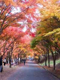 【この秋はここ行って！🍁】長野県・もみじ湖で1万本の紅葉を見に行こう！✨
