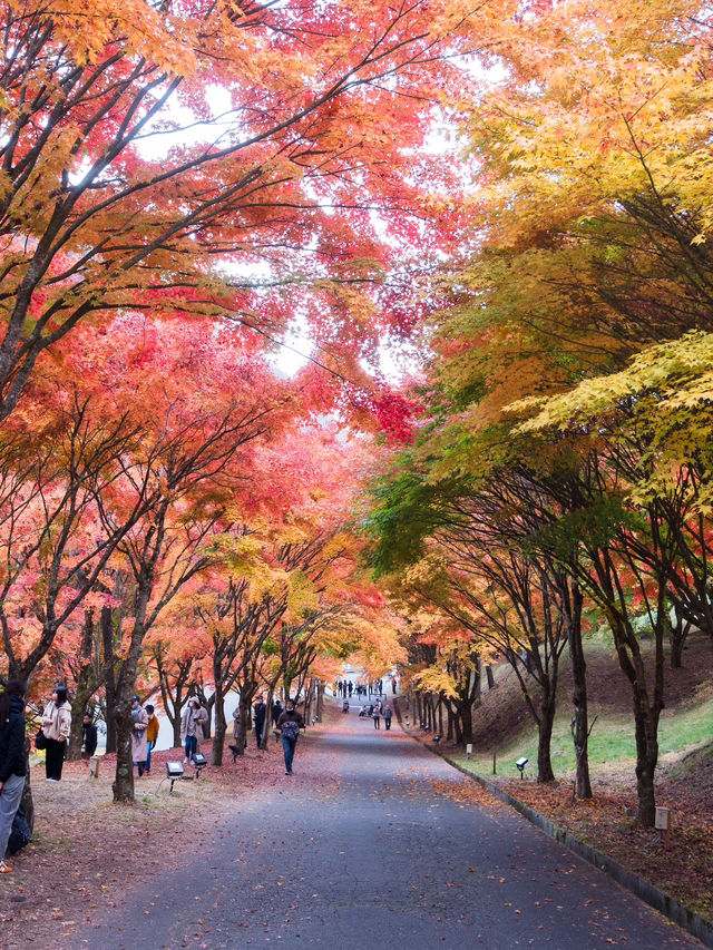 【この秋はここ行って！🍁】長野県・もみじ湖で1万本の紅葉を見に行こう！✨
