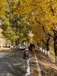 川西旅遊·秋天楓葉勝地新都橋