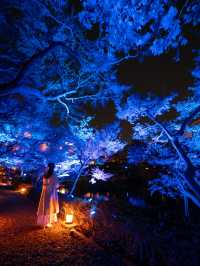【無料で楽しめる！✨】八芳園のブルーライトアップが幻想的すぎる！！💡