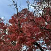 福岡筥崎宮 - 隱世之美，紅葉如畫