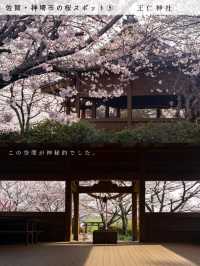 【桜スポット５選　📍佐賀・神埼市】