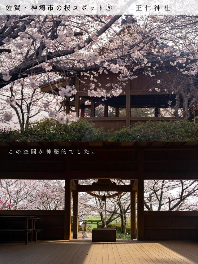 【桜スポット５選　📍佐賀・神埼市】