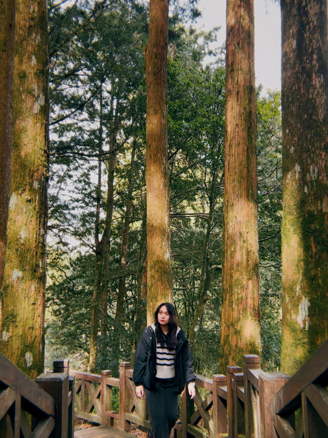 One Day Trip from Taipei to Alishan🏞️🍁