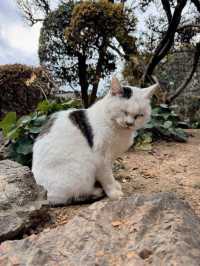 【栃木】猫好きさんには行ってほしい‎🤍御朱印がとても素敵な神社⛩✨