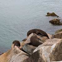 Narooma，海豹，果冻海