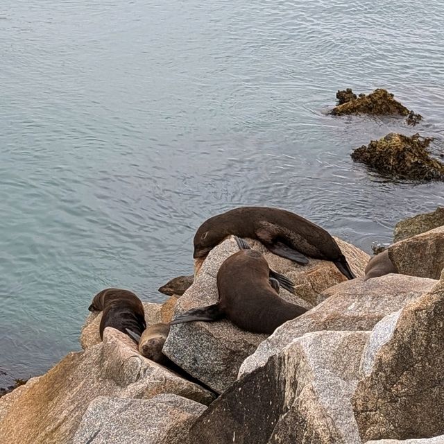 Narooma，海豹，果冻海
