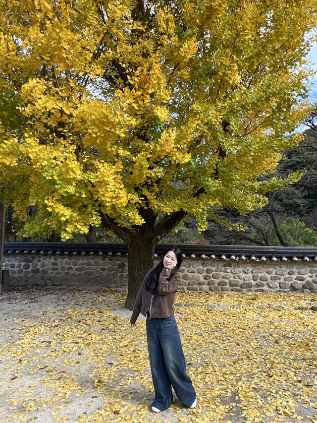 큰 은행나무가 있는 영주 소수서원