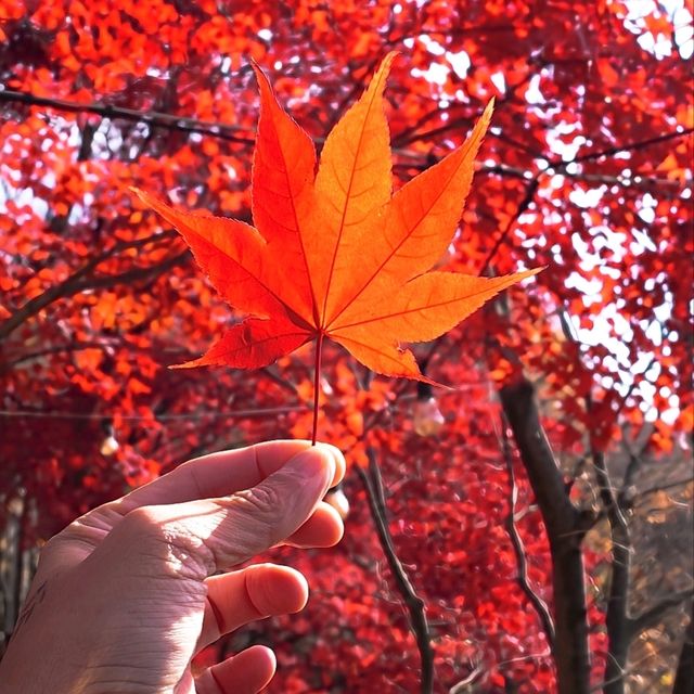 韓國大邱_ 必訪 팔공산 케이블카八公山纜車_享受楓紅黃杏 山巒間