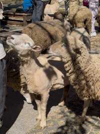 Qingjing Farm: A Mountain Escape with Sheeps