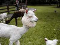 เพลิดเพลินไปกับสัตว์สุดน่ารักที่ Alpaca Hill 🐩🪿