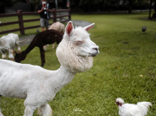 เพลิดเพลินไปกับสัตว์สุดน่ารักที่ Alpaca Hill 🐩🪿