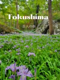 【ヒメシャガの群生地】