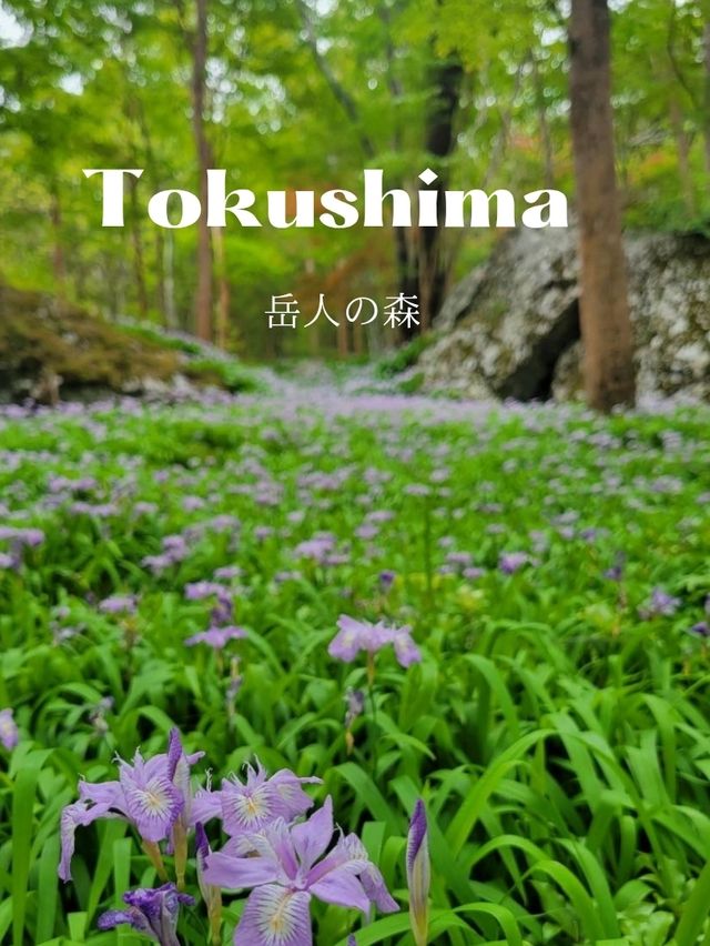 【ヒメシャガの群生地】